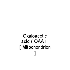 Oxaloacetic acid ( OAA ）                [ Mitochondrion ]
